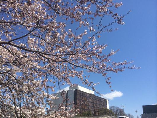 桜でお祝い！　勝手にいわきガイド開設１周年！