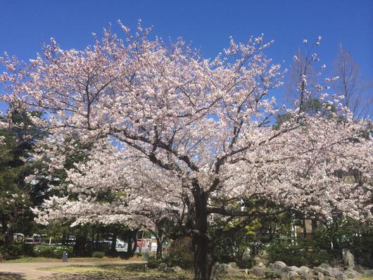 桜でお祝い！　勝手にいわきガイド開設１周年！