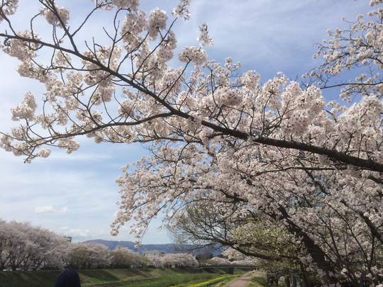 青空と桜並木と菜の花と、キミ。／新川沿いの桜並木 いわき桜2015