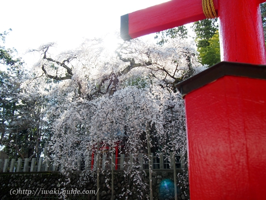 小川諏訪神社のしだれ桜／いわき桜