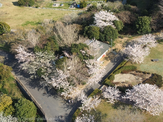 いわき桜の名所　三崎公園　マリンタワー