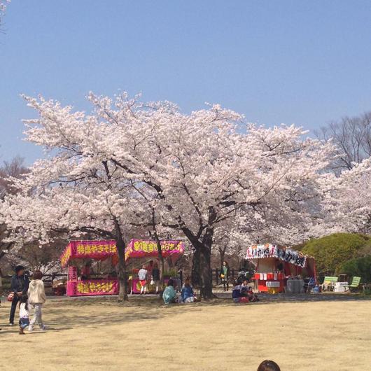 福島県いわき市桜の名所　松が丘公園