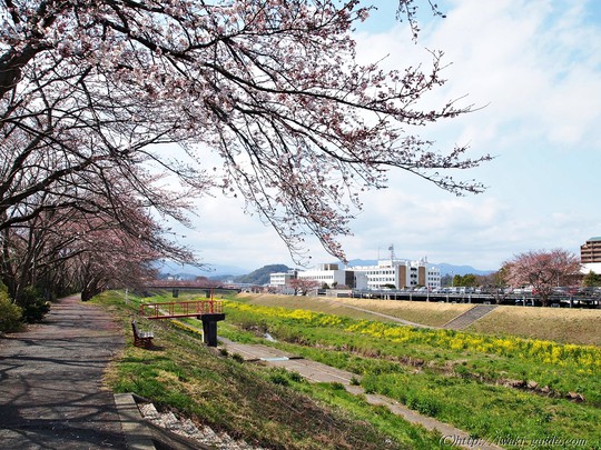 咲きはじめ！新川河川敷の桜並木　いわき桜2016