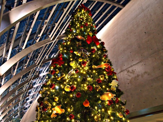 メリーメリー　アクアマリンクリスマス！！