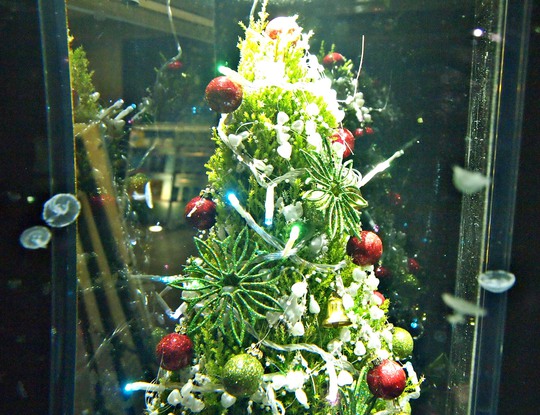 メリーメリー　アクアマリンクリスマス！！