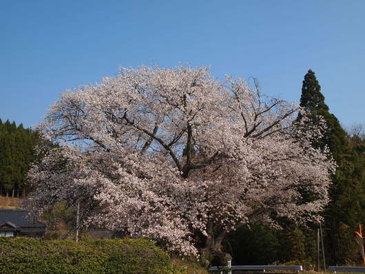 いわきの桜の名所まとめ2015
