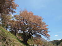 新田の大山桜／三和の里新田　大山桜まつり