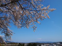 天空の杜に咲く桜＠いわき翠の杜高校　いわき桜2015