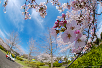 小名浜のもう一つの桜の名所／大畑公園 いわき桜2015