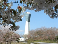 いわきマリンタワーと桜