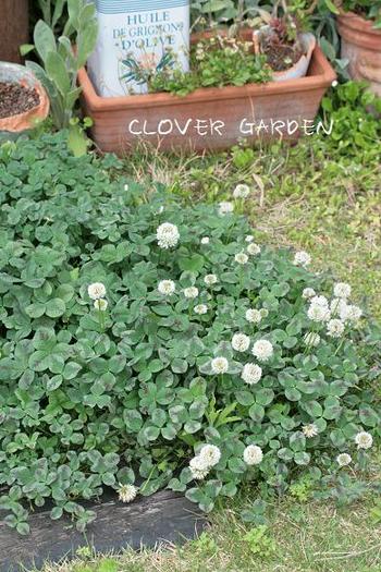 CLOVER*GARDEN