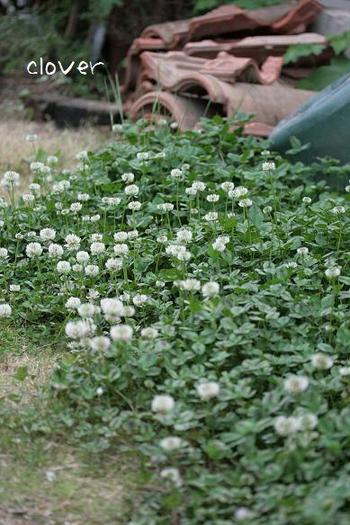 CLOVER*GARDEN