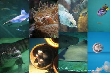水族館*松島