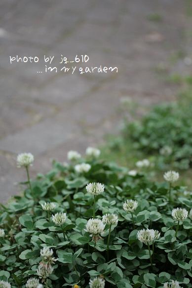 CLOVER*GARDEN