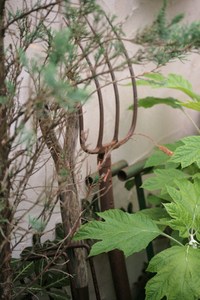 ２０１０*MAY*お庭にっき***②