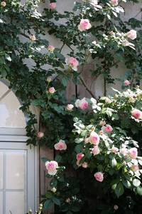２０１０*ばら写真館***①