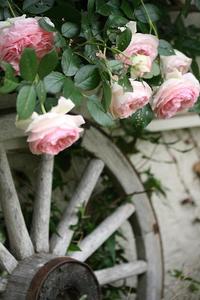 ２０１０*ばら写真館***①