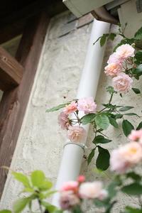 ２０１０*ばら写真館***①
