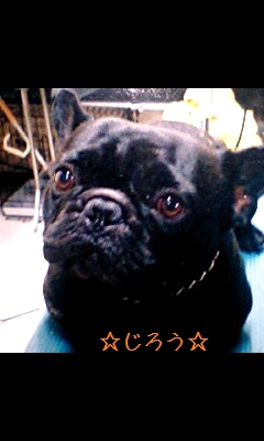▼o・ェ・o▼ いぬ。