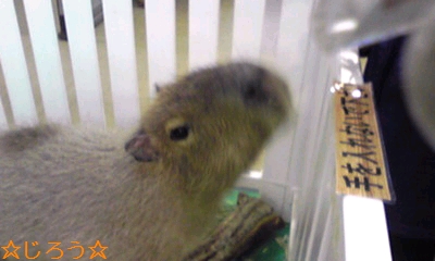 (*^ω^*) カビパラ♪