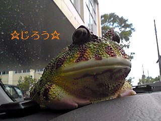 (・◇・) お供。
