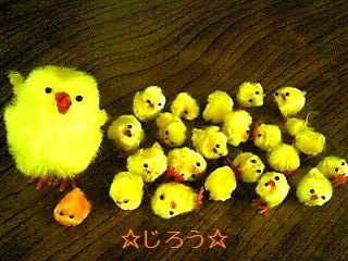 (・◇・) ひよこの軍団!