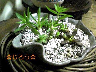 （◎o◯；） 増えてる‥！