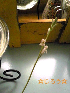 (´ω`) 花芽♪