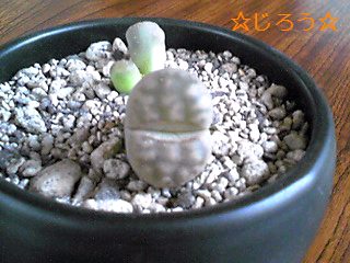 ( ̄▽ ̄;) かわいいの?キモいの?