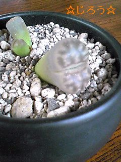 ( ̄▽ ̄;) かわいいの?キモいの?