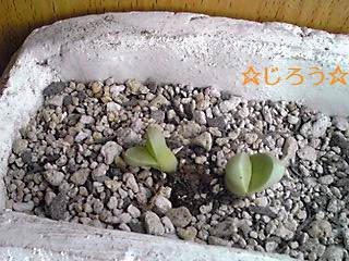 ( ̄▽ ̄;) かわいいの?キモいの?