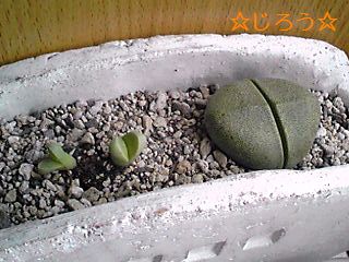 ( ̄▽ ̄;) かわいいの?キモいの?