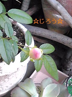 (*´艸`) ももみたい♪