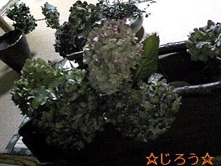ε=┏( ・_・)┛ 仕入れ②