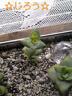 (* ̄w ̄) 咲いてた♪