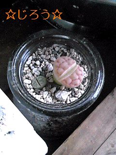 (* ̄w ̄) 咲いてた♪