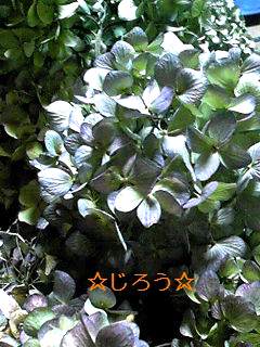 ε=┏( ・_・)┛ せっせと。。