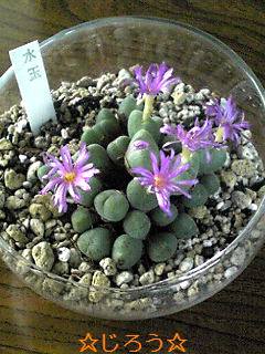 ヽ(´▽`)/ 花盛り♪