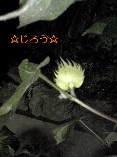 (・◇・) ばっぱちゃん作。