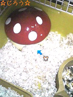 (^・x・^)新顔♪