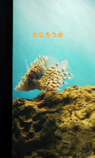 (￣π￣) ふく フグ。
