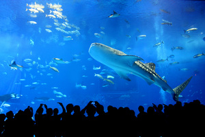 Churaumi Aquarium