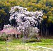 雪村桜(雪村庵)