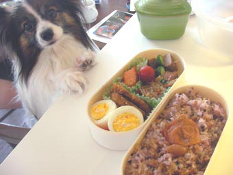 今日のお弁当