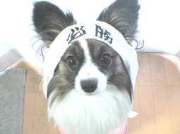 努力はするものだ・・・。