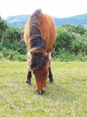 福島競馬場の豆知識