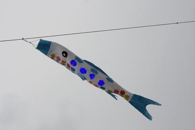 こいのぼり☆