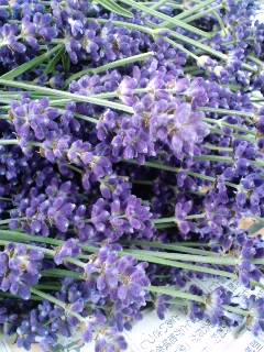 § Lavender season §