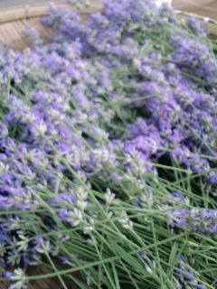 § Lavender season §