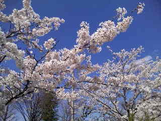 はっぱ隊集合〜in Karins Flower cafe☆